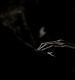 TVD_488.JPG